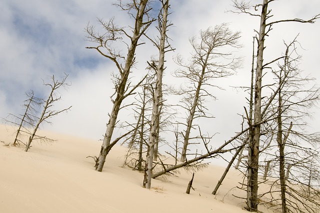 písečné duny